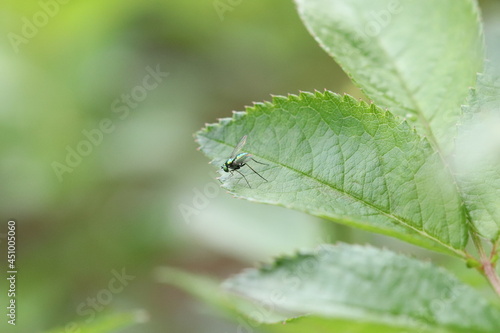 Dolichopodidae, Long-legged fly on a green leaf