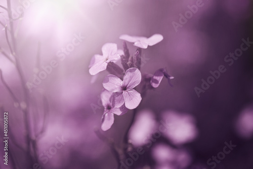 Beautiful fabulous purple flower background. Natural. Details of purple flowers macro photography. Macro view of abstract nature texture and background organic pattern. Copy space. Template for design