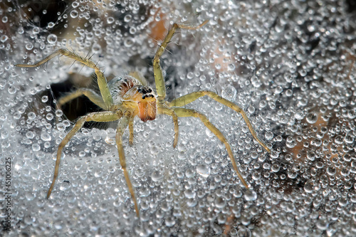 Amazing grass spider isolated on its full of dew spiderweb