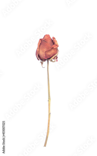 withering red roses isolated on white background