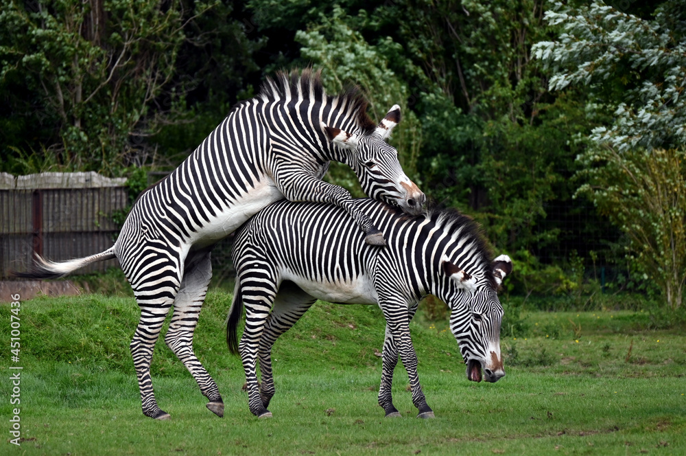 Zebras mating Stock Photo | Adobe Stock