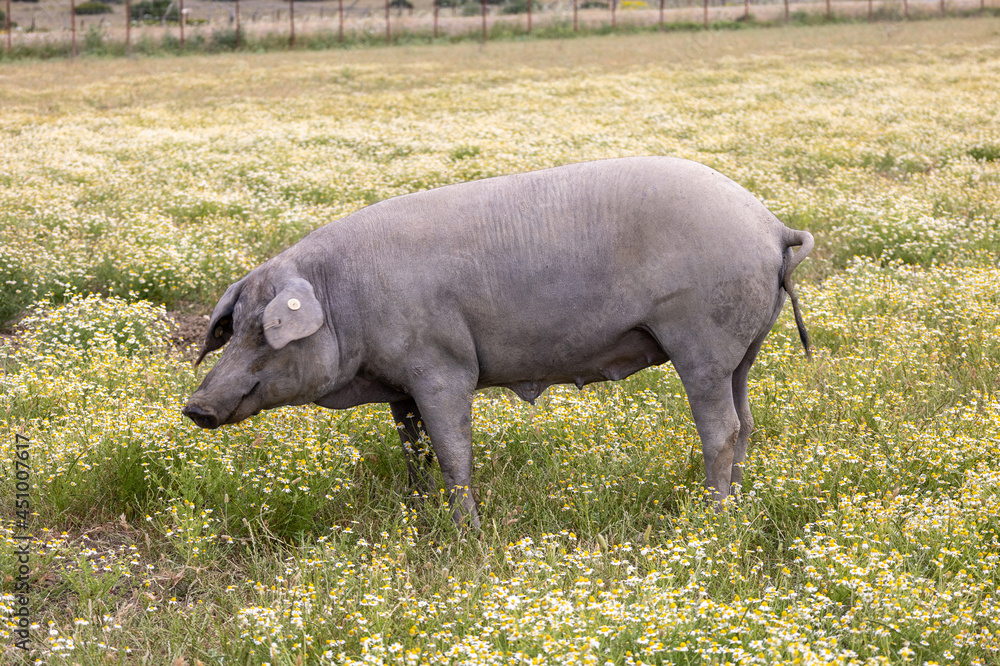 Iberian pigs eat grass in the field Iberian pigs eat grass in the field