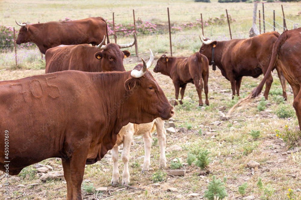 red cows graze in freedom southern spain red cows graze in freedom southern spain