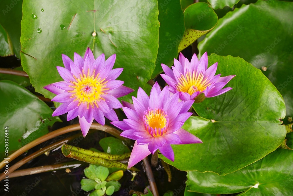 photo of lotus flowers in the pond photo of lotus flowers in the pond