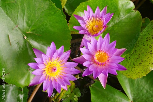 photo of lotus flowers in the pond