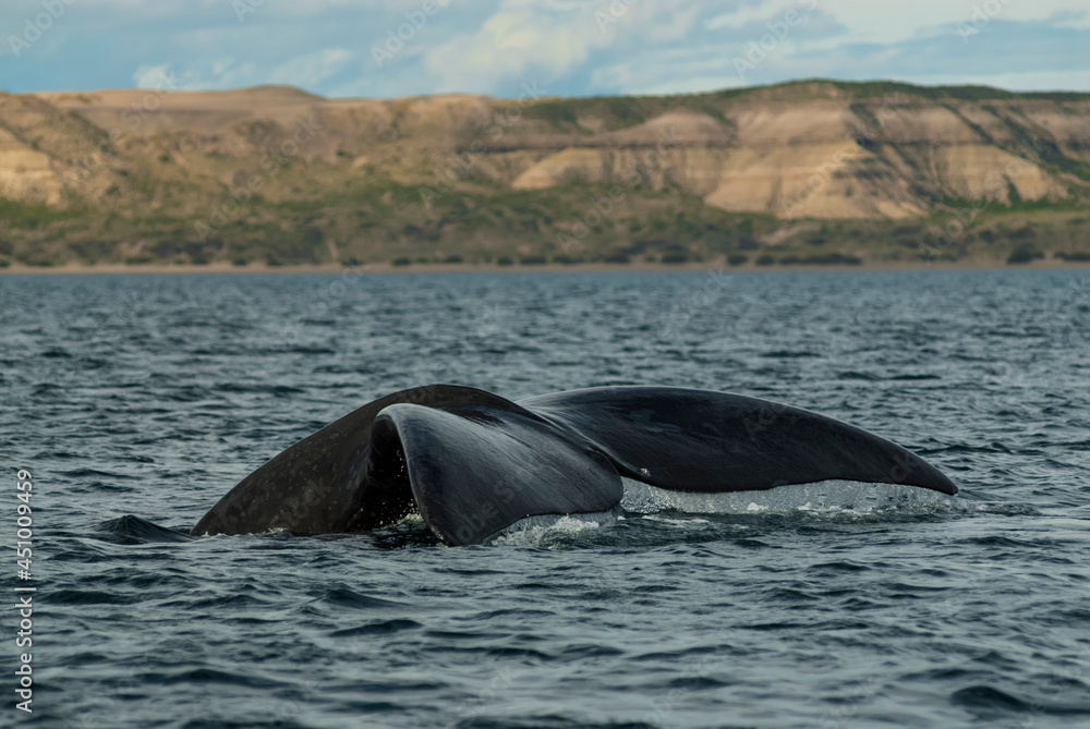 Sohutern right whale tail, endangered species, Patagonia,Argentina