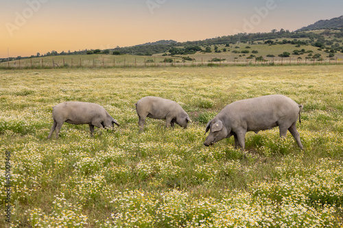 Iberian pigs eat grass in the field