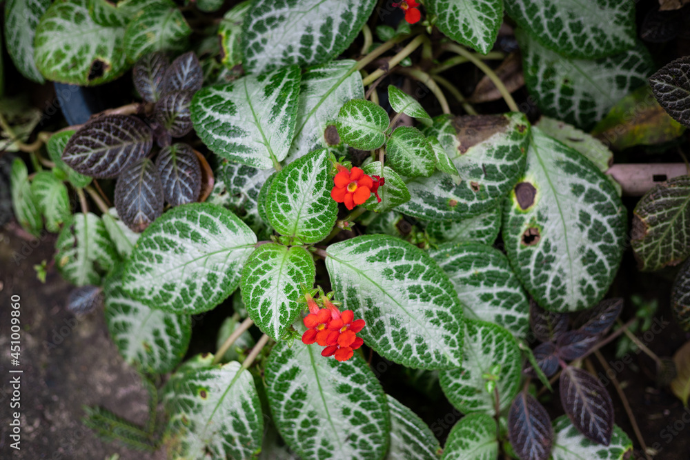 Fototapeta premium Beautiful plant in a garden