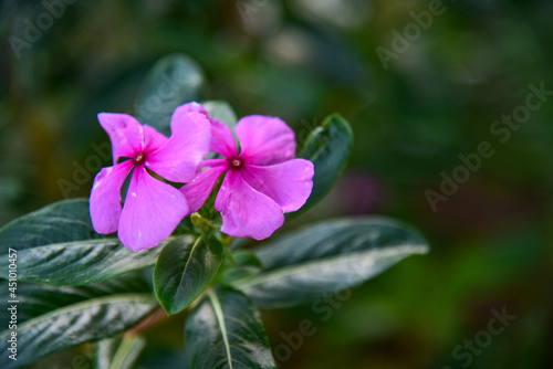 flowers in the garden