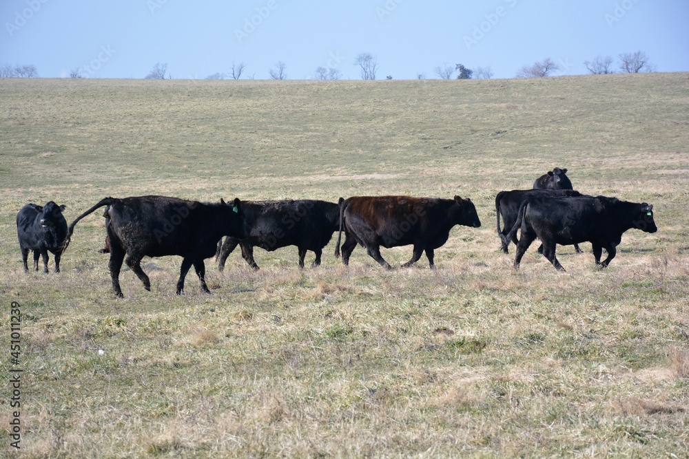 cows in a field