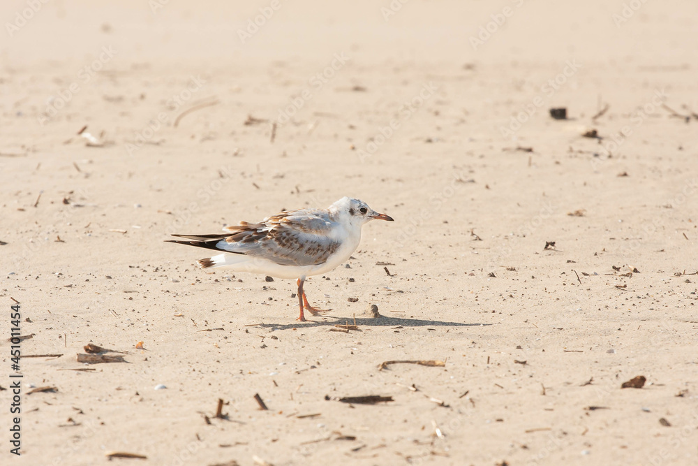 Mewa na bałtyckiej plaży