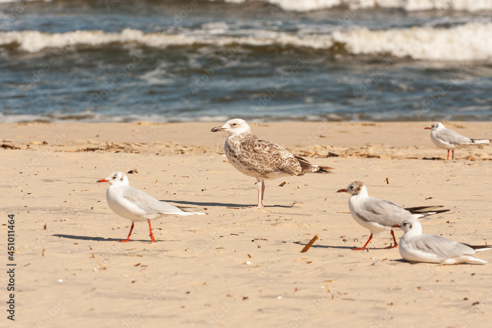 Mewy na bałtyckiej plaży