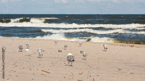 Mewy na bałtyckiej plaży 