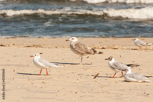 Obraz na płótnie Mewy na bałtyckiej plaży w salonie
