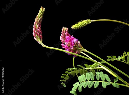 Tableau sur toile Astragalus epiglottis is a species of herbaceous plant belonging to the legume family