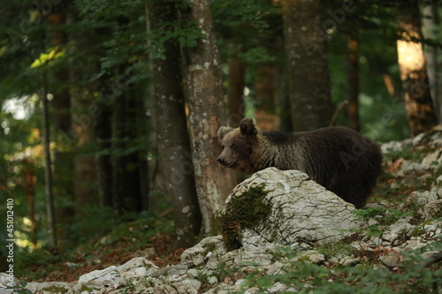 Bär4