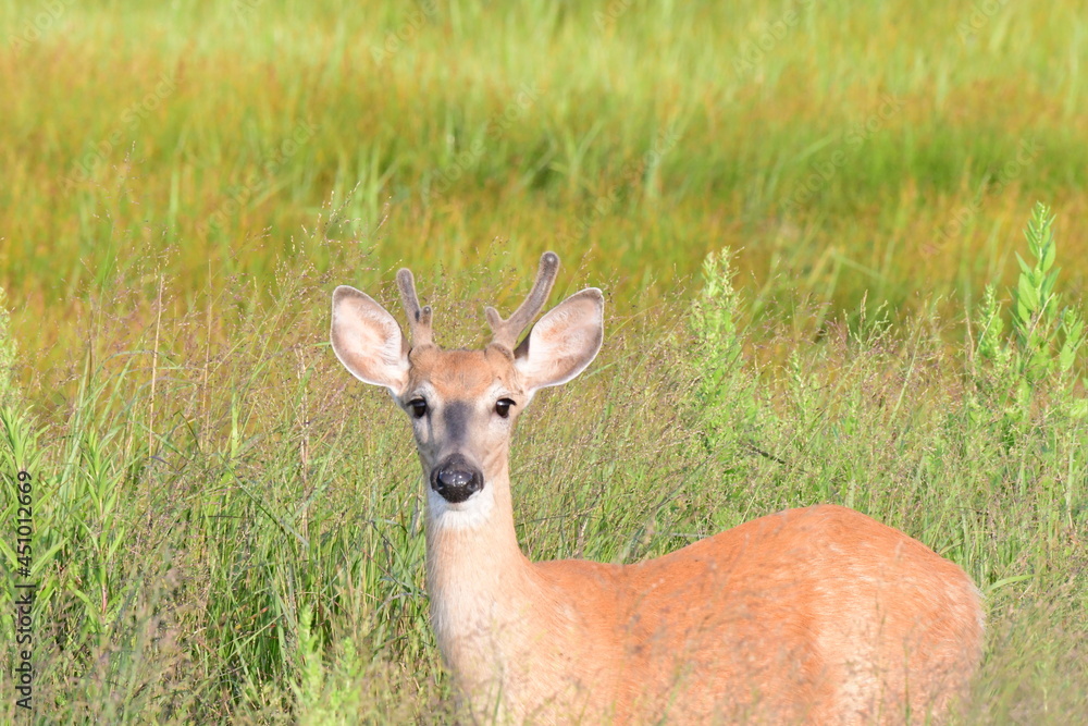 deer in the woods deer in the woods