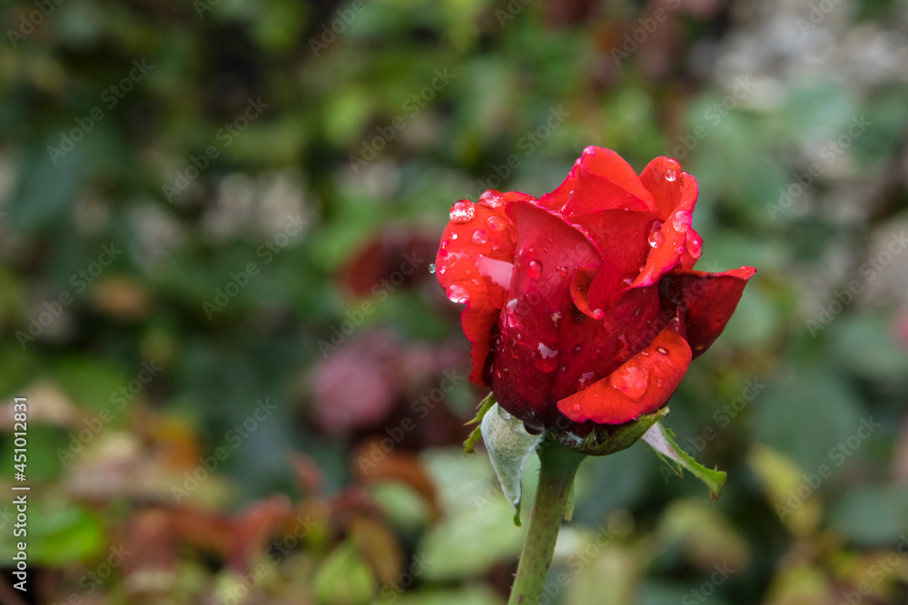 Walking in the rose garden after the rain Walking in the rose garden after the rain