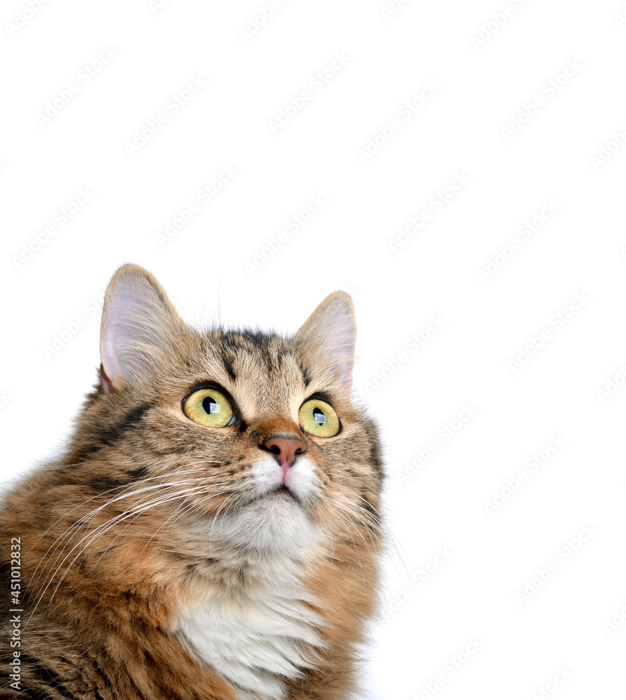The head of a beautiful cat isolated on a white background.