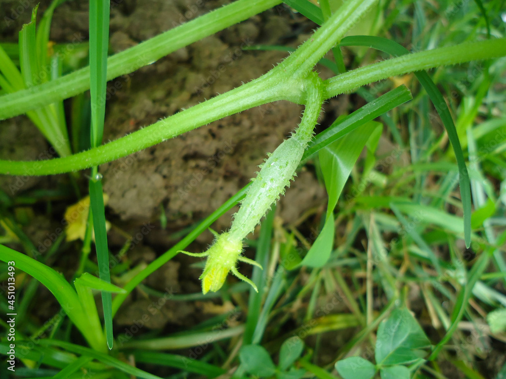 Long cucumber flowers growing on trees in the vegetable field closeup. Long cucumber flowers growing on trees in the vegetable field closeup.