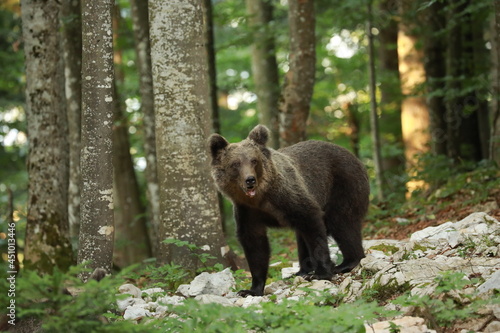 Bär 10