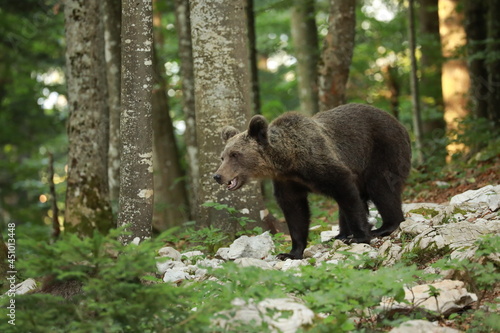 Bär 9