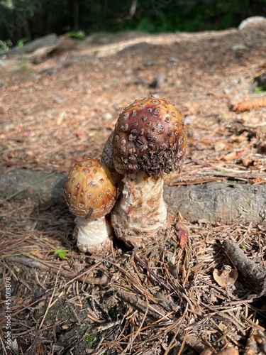 mushroom in the forest