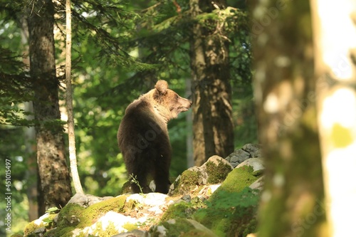Bär im Sonnenlicht 2