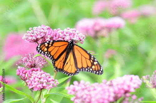 monarch butterfly on pink flower