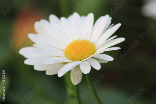 daisy flower closeup © MJK