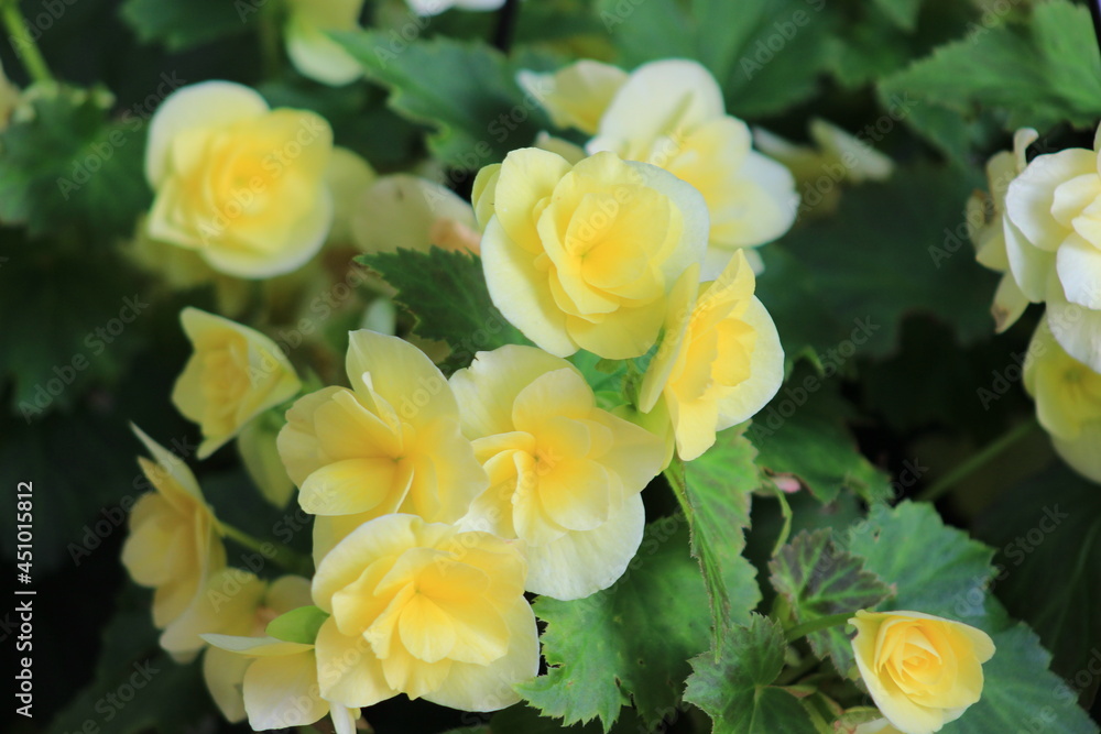 Fototapeta premium yellow flowers in the garden