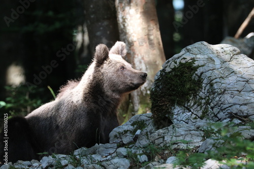 Bär 30