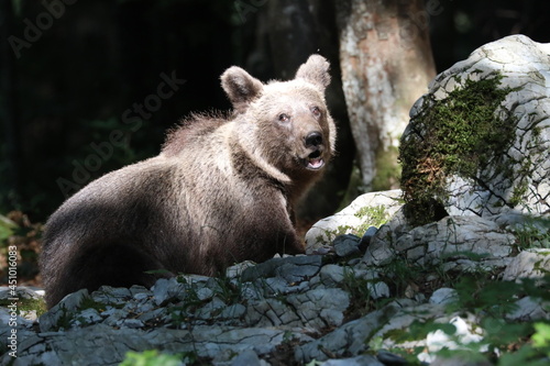 Bär 31