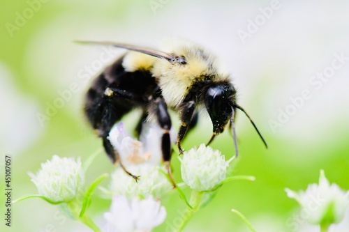 bee on a flower