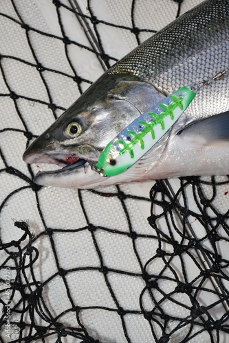A Coho salmon caught on a spoon. 