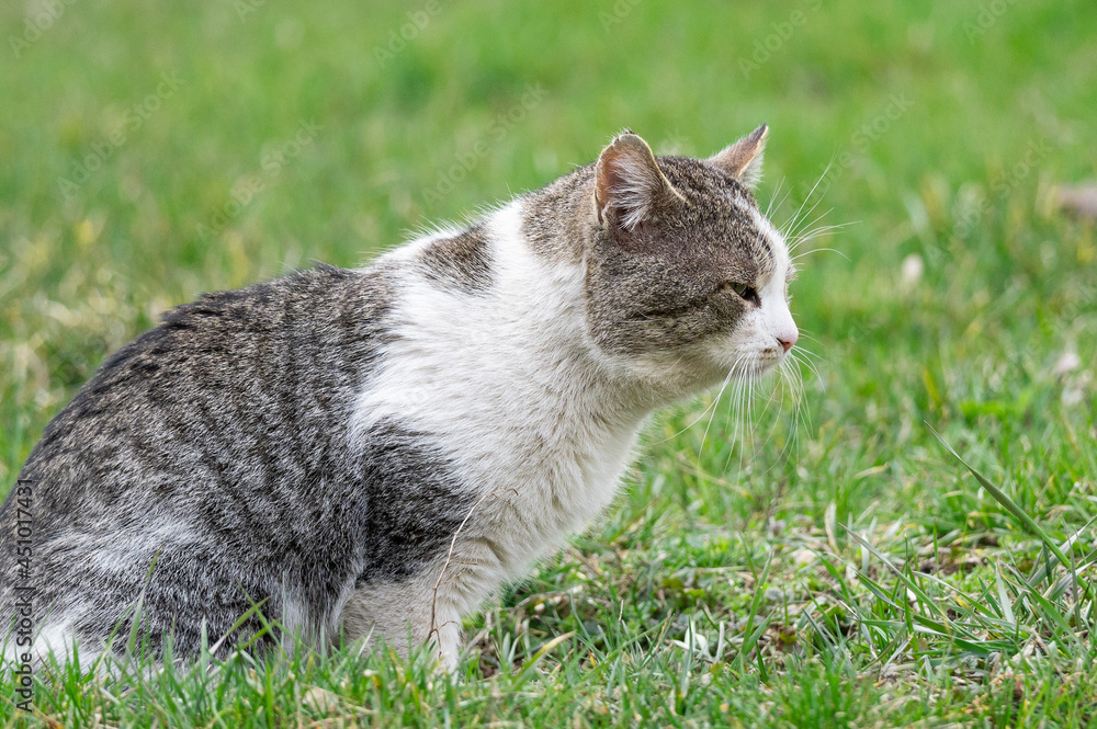 plump white-gray homeless cat falls asleep on the grass in the park. tortured cat with sleepy eyes