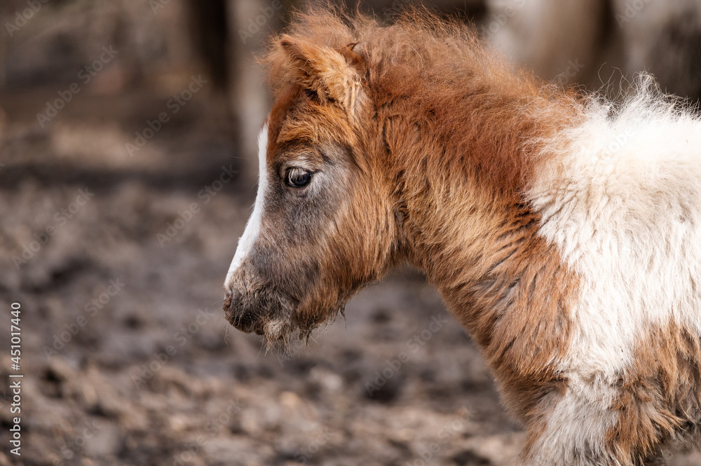Fototapeta premium brown pony stallion with white spots in the zoo. portrait of a fluffy young horse in a paddock with slush