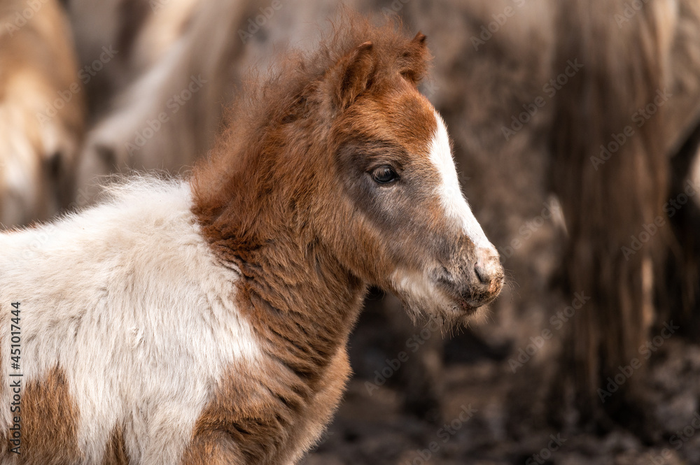 funny brown pony stallion with white spots in the zoo. portrait of a fluffy young horse in a corral with mom