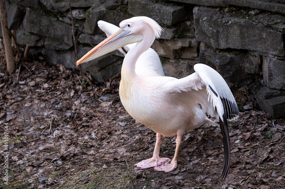 a pure pink pelican spread its black wings against a backdrop of cobblestones. endangered water bird at the zoo a pure pink pelican spread its black wings against a backdrop of cobblestones. endangered water bird at the zoo