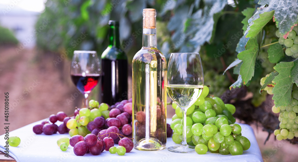 Fototapeta premium Bunches of red and white grapes, glasses with wine on a table in grape fields