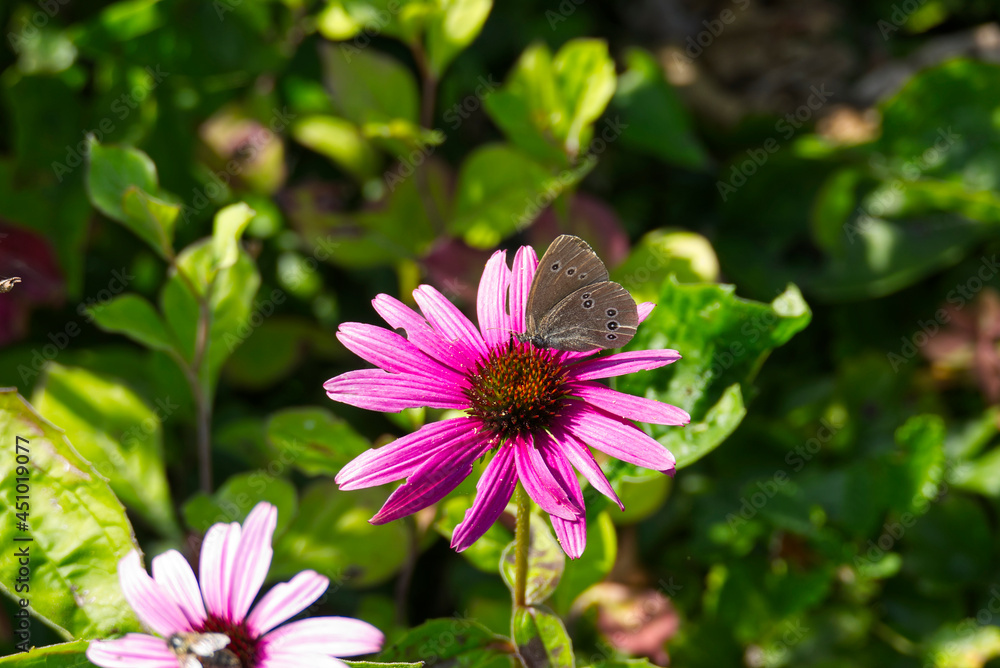 Ringlet (Aphantopus hyperantus) butterfly sitting on a pink echinacea flower in Zurich, Switzerland Ringlet (Aphantopus hyperantus) butterfly sitting on a pink echinacea flower in Zurich, Switzerland