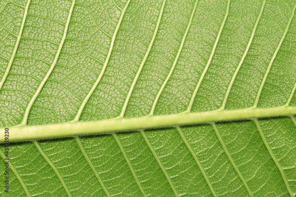 green macro leaf,Close up leaf texture. Macro photography. green macro leaf,Close up leaf texture. Macro photography.