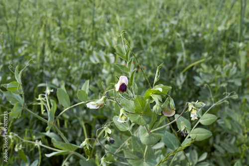 Lathyrus oleraceus photo