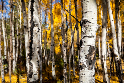 Autumn colors flood a grove of Aspen trees in a forest in Bailey, Colorado.