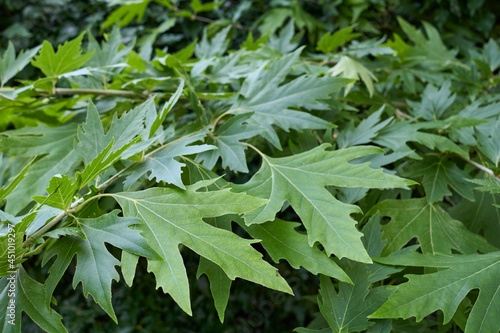 Platanus orientalis tree