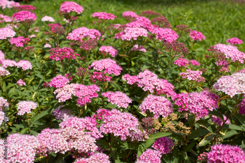 Spiraea bumalda