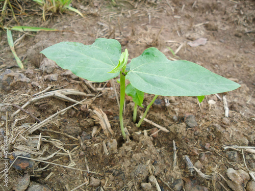 Small yard long bean tree growing in the vegetable field closeup.