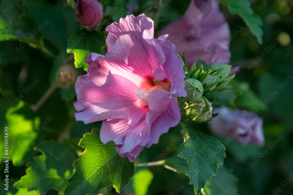 Obraz premium Purple chinese hibiscus flower in the sun