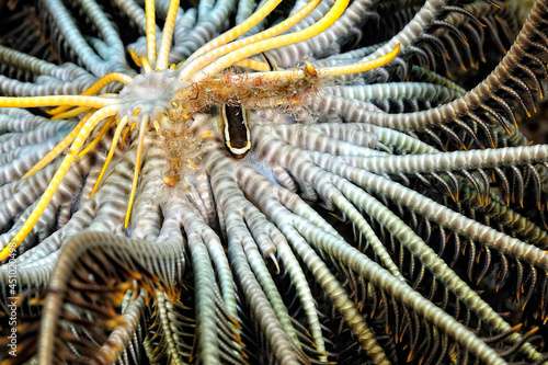 A picture of a crinoid clingfish photo