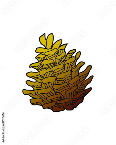 Hand drawn vector illustration of fir cones. Autumn and winter plant decorated with pattern Design element for print, label, logo, packaging template. Coloring. Vector outline illustration.